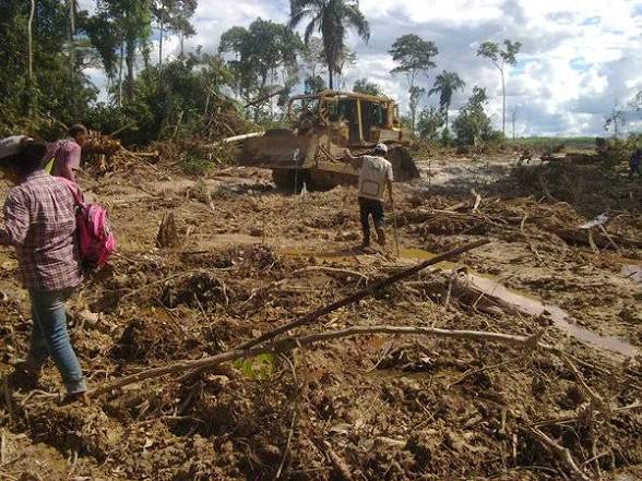 Nigeria Risks $1bn Export Loss Over EU Deforestation Rules, NEPC Warns