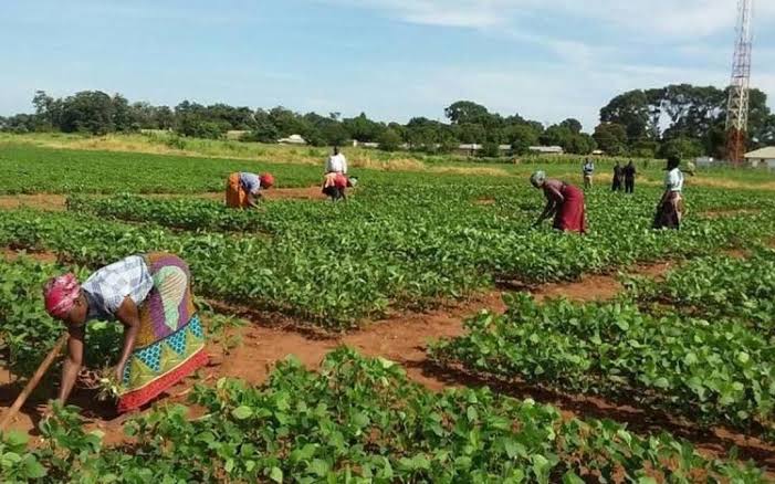 Niger Delta $500 Million Farm Fund Targets Food Security, Private Capital