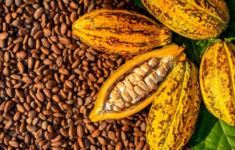 Agric Ministry, NEPC Join Stakeholders to Strengthen Cocoa and Coffee Industries