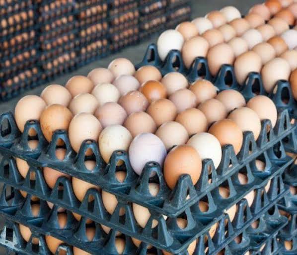 ESDAN Launches EggHome App to Tackle Egg Glut and Cut Out Middlemen