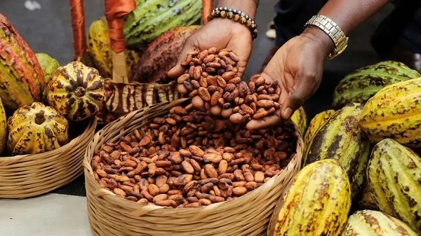 Cocoa grindings rebound, prices rise