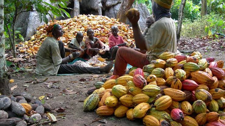 Nigeria Loses $2 Billion Yearly as Cocoa Processing Capacity Sits Idle