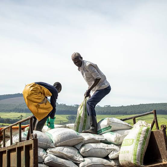 The Bigger Business of Feeding Africa: Farmers, Buyers and Processors
