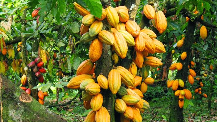 Cocoa prices collapse as producers push Abuja Declaration raw-export strategy